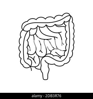 Vector intestines medical contoured illustration, structure of the human colon, internal organ, digestive tract. Stock Vector