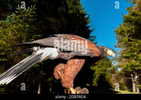 Monty 'the HarrisHawk tethered to the  keeper's glove at the  Birds of Prey Centre,  Kielder Water and Forest Park, Northumberland, England, UK Stock Photo