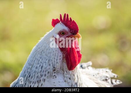 White Leghorn chicken closeup green background copy space Stock Photo