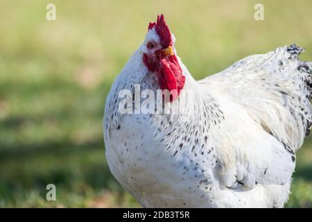 White Leghorn chicken closeup green background copy space Stock Photo