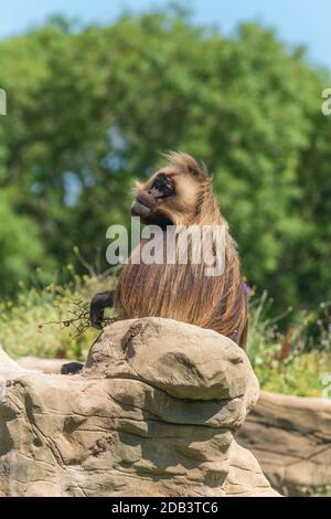 Male Gelada ((Theropithecus gelada) sitting on large rock, Wild Place Project, Bristol  England UK. July 2019 Stock Photo