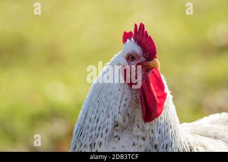 White Leghorn chicken closeup green background copy space Stock Photo