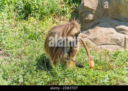 Male Gelada ((Theropithecus gelada) sat on ground next to large rock, Wild Place Project, Bristol  England UK. July 2019 Stock Photo