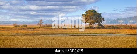 A tree in early morning light falling on a wetland marsh Stock Photo