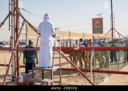 United Arab Emirates / Al Dhaid / Camel Race Track  in Central Region of the Emirate of Sharjah in the United Arab Emirates. As the races get underway Stock Photo