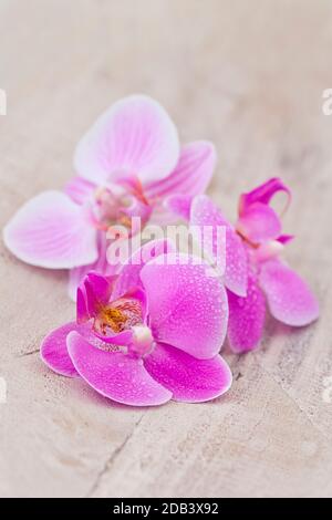 Zen style still life with pink orchid flowers Stock Photo