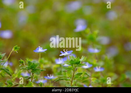 Close up of blue flowers of corn speedwell with selective focus and copy space, also called veronica arvensis or Feld Ehrenpreis Stock Photo