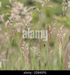 A single isolated one froghopper on stem stalk of in velvet field meadow soft Yorkshire fog grass Stock Photo