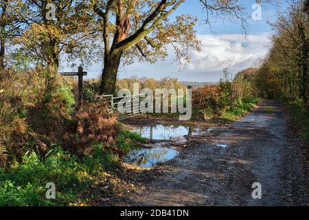 Wet and narrow country road in rural South Wales. Stock Photo