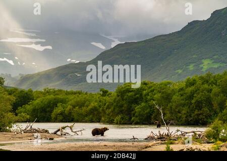 Brown bearÃ‚Â (UrsusÃ‚Â arctos) on riverbank, KurileÃ‚Â Lake, Kamchatka Peninsula, Russia Stock Photo