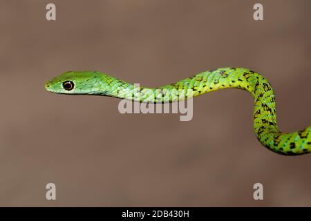 Portrait of a spotted bush snake (Philothamnus semivariegatus), South Africa Stock Photo