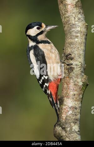 Great Spotted Woodpecker  female on a tree branch Stock Photo
