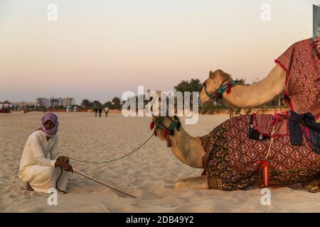 DUBAI, UAE - JANUARY 26: Camel lay and Bedouin in Dubai Marina beach sand, United Arab Emirates Dubai, UAE circa January 2016 Stock Photo