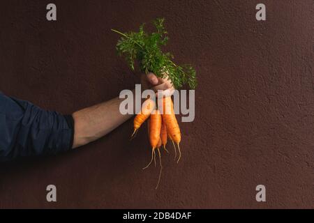 Human hand holds freshly picked carrots in front of brown wall Stock Photo