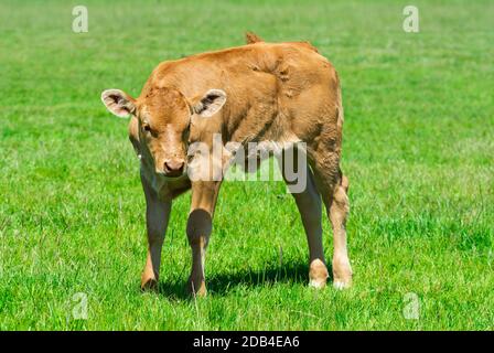 baby cow standing in field of long grass Stock Photo - Alamy