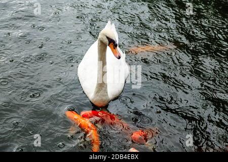 White swan in a pond on a rainy day with koi carps Stock Photo