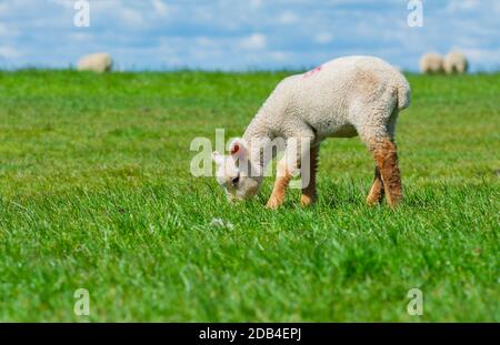 Young baby white lamb grazing from grass in a field in Spring on the South Downs in West Sussex, England, UK. Stock Photo