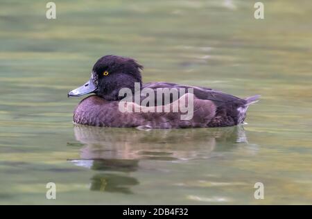 Side view of female (hen) Tufted Duck (Aythya fuligula) swimming in water in a lake in Autumn in West Sussex, England, UK. Stock Photo