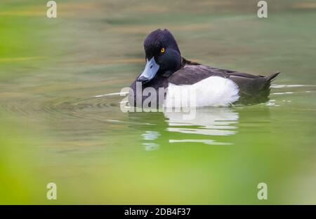 Side view of male (drake) Tufted Duck (Aythya fuligula) swimming in water in a lake in Autumn in West Sussex, England, UK. Stock Photo