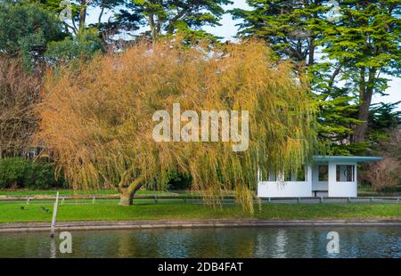 Colourful reddish brown foliage on a Weeping Willow Tree (Salix babylonica) in Autumn in Mewsbrook Park, Littlehampton, West Sussex, England, UK. Stock Photo