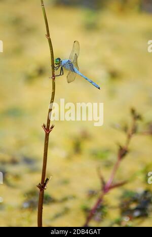Eastern Pondhawk male dragonfly on stem Stock Photo