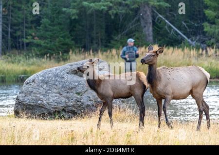 Two female cow elk look behind them in front of the Madison River, as an unrecognizable fly fisherman looks on in Yellowstone National Park Stock Photo