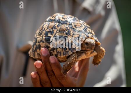 Man holds up leopard tortoise in hand Stock Photo