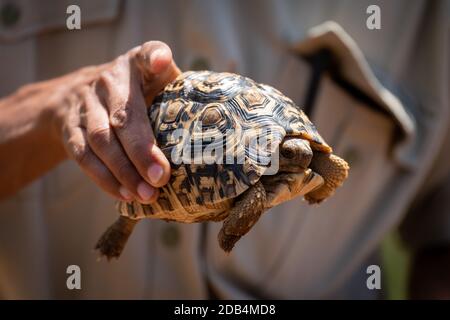 Man holds leopard tortoise in right hand Stock Photo