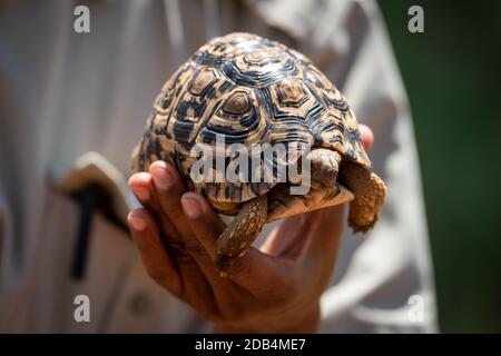 Man holds leopard tortoise in left hand Stock Photo