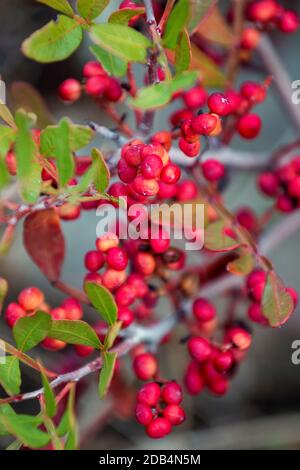 Close view of the mastic shrub (Pistacia lentiscus). Stock Photo