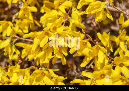 Forsythia flowers. Forsythia are deciduous shrubs and produce flowers in the early spring before the leaves. Stock Photo