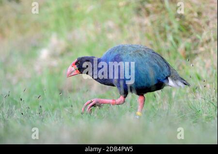 TAKAHE PORPHYRIO MANTELLI, TIRI MATANGI ISLAND NORTH ISLAND NEW ZEALAND Stock Photo