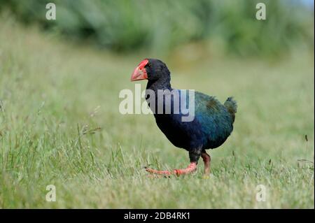 TAKAHE PORPHYRIO MANTELLI, TIRI MATANGI ISLAND NORTH ISLAND NEW ZEALAND Stock Photo