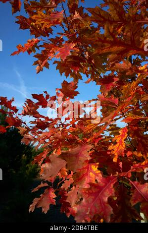 Quercus rubra, leaves of red oak on a background of blue sky in autumn Stock Photo