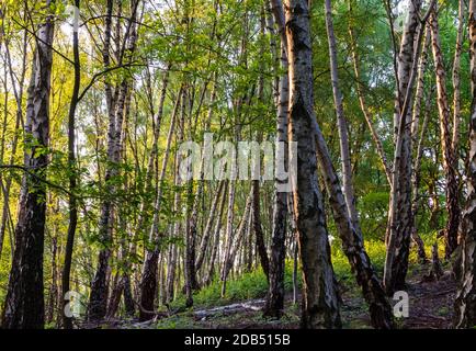 Silver birch Betula pendula trees in Bow Wood near Lea in the Derbyshire Peak District England UK Stock Photo