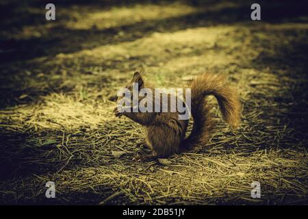 Squirrel in the forest, detail of wild animal in freedom, nature Stock Photo