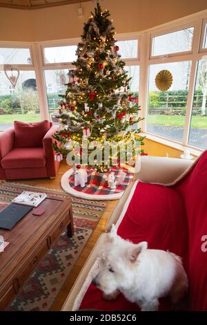 Sparkling decorations and Christmas lights festoon an indoor  Christmas tree as a white scottie dog sits on a red sofa Stock Photo