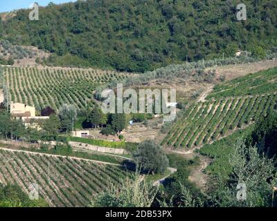 Vineyards and olive fields in Chianti, Tuscany Stock Photo