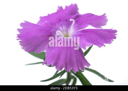 Dianthus flower head isolated on white background Stock Photo