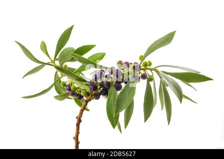 mousehole tree branch with berries isolated on white Stock Photo