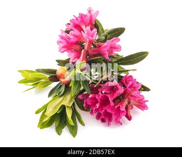 Rhododendron ferrugineum,rusty leaved alpenrose isolated on white background Stock Photo