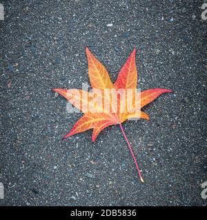Yellow leaf of a tree lies on gray textured asphalt Stock Photo