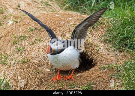 Atlantic puffin (Fratercula arctica) stretching wings after emerging from burrow entrance on sea cliff top in seabird colony in summer Stock Photo