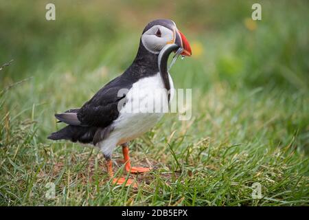 Atlantic puffin (Fratercula arctica) with beak full of fish bringing sand eels / sandeels to burrow on sea cliff top in seabird colony in summer Stock Photo