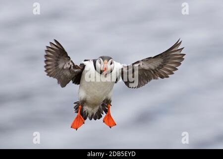Atlantic puffin (Fratercula arctica) in breeding plumage landing with spread wings in summer Stock Photo