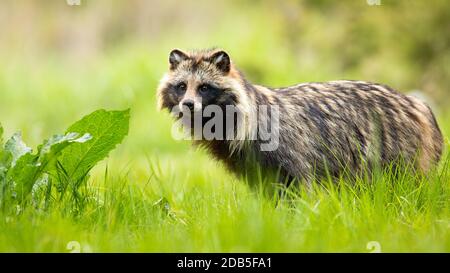 Side view of a surprised raccoon dog, nyctereutes procyonoides, standing in wilderness in summer. Cute wild animals with eyes and ears in natural envi Stock Photo