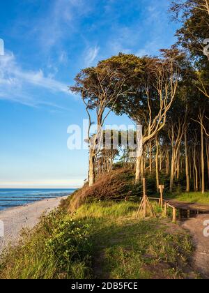 Coastal forest on the Baltic Sea coast in Nienhagen, Germany. Stock Photo
