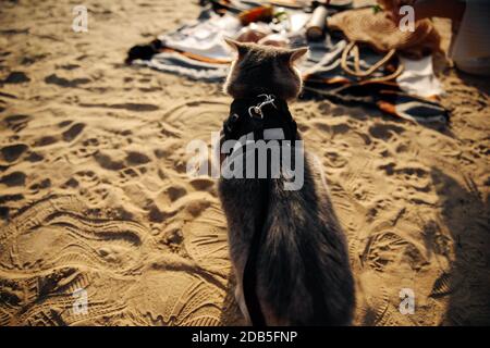 This stock photo shows a Scottish Straight gray cat of six months with a leash on the beach on a sunny day