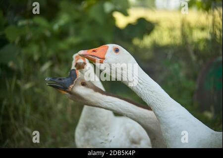 Wild geese in groups move among the vegetation looking around Stock Photo