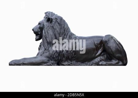 Bronze statue of a lion at Trafalgar Square in London - Isolated on a white background with clipping path Stock Photo